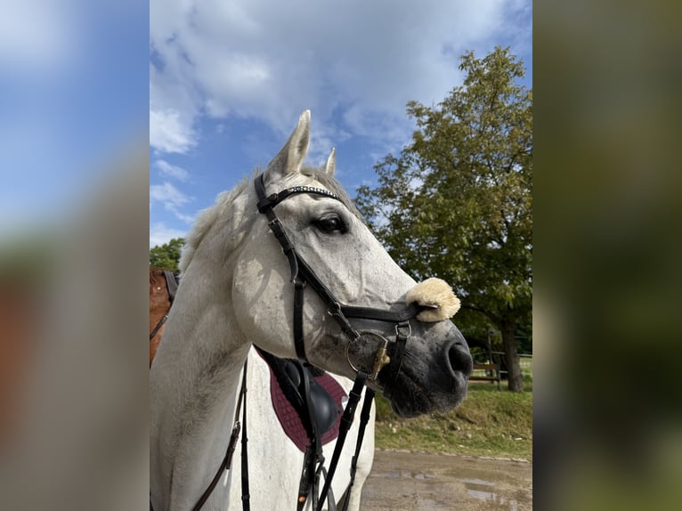 Hannoveraner Wallach 9 Jahre 171 cm Schimmel in Tulln