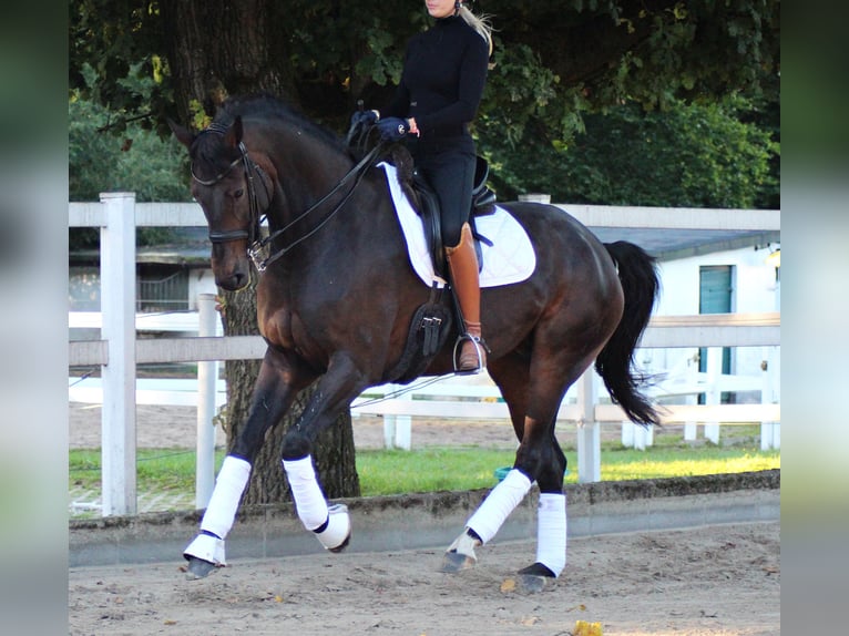 Hannoveraner Wallach 9 Jahre 171 cm Schwarzbrauner in Wehrheim
