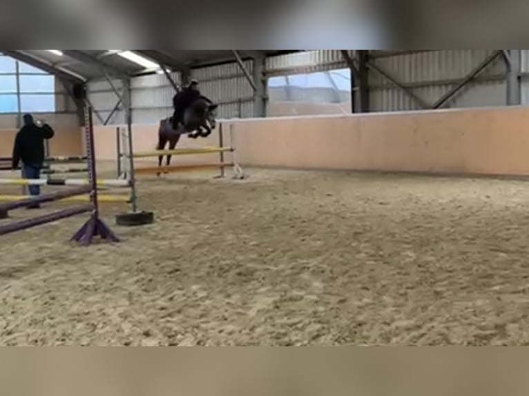 Hannoveraner Wallach 9 Jahre 172 cm Apfelschimmel in Xanten