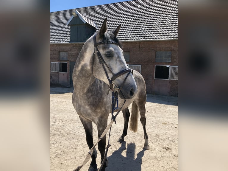 Hannoveraner Wallach 9 Jahre 172 cm Apfelschimmel in Xanten