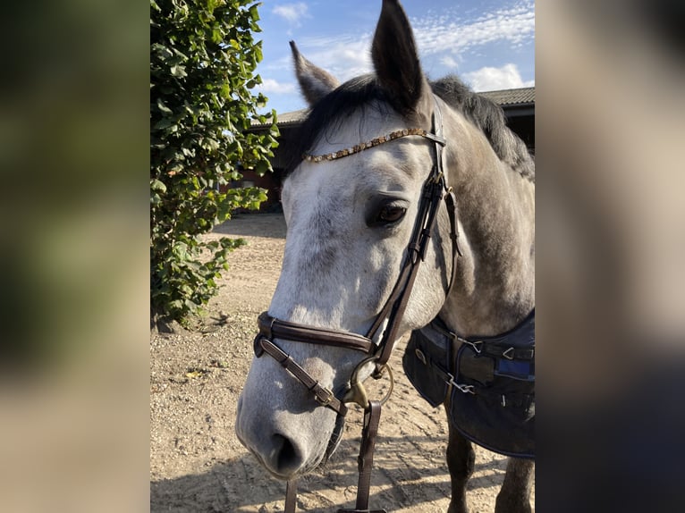 Hannoveraner Wallach 9 Jahre 172 cm Apfelschimmel in Xanten