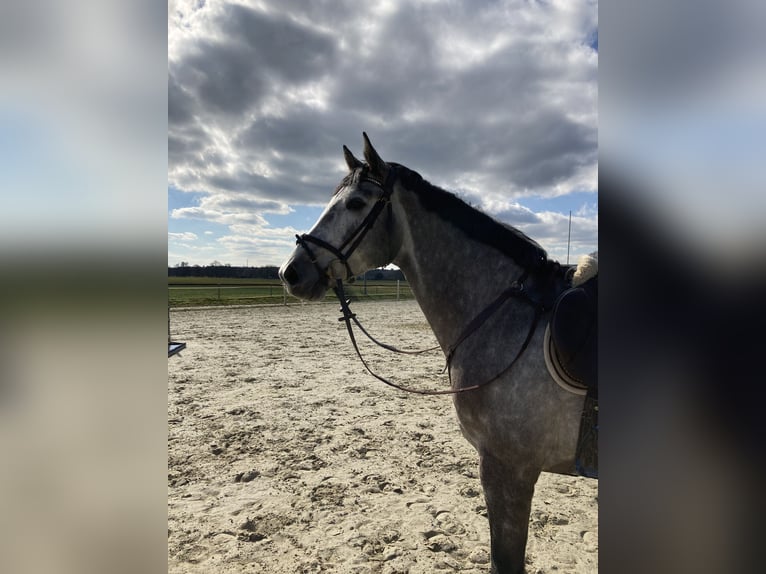 Hannoveraner Wallach 9 Jahre 172 cm Apfelschimmel in Xanten