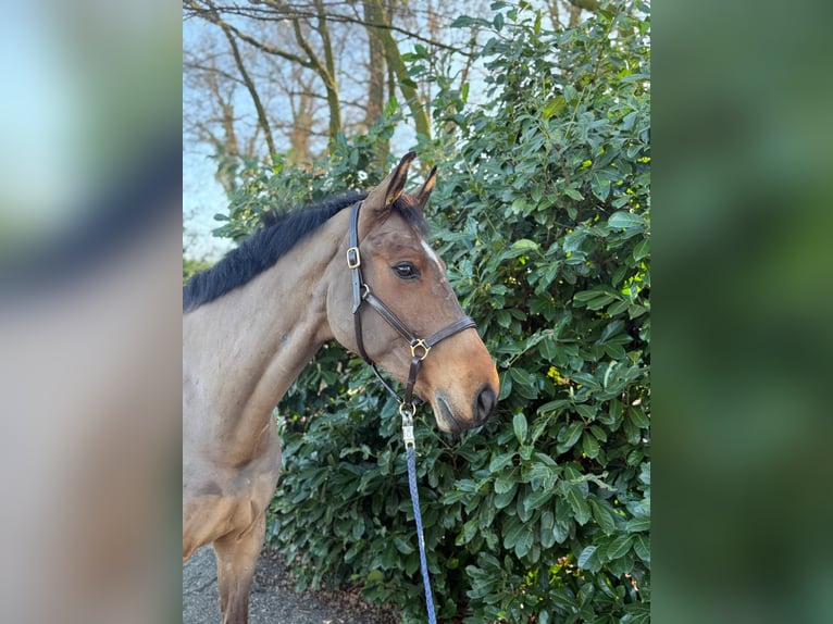 Hannoveraner Wallach 9 Jahre 172 cm Brauner in Bottrop
