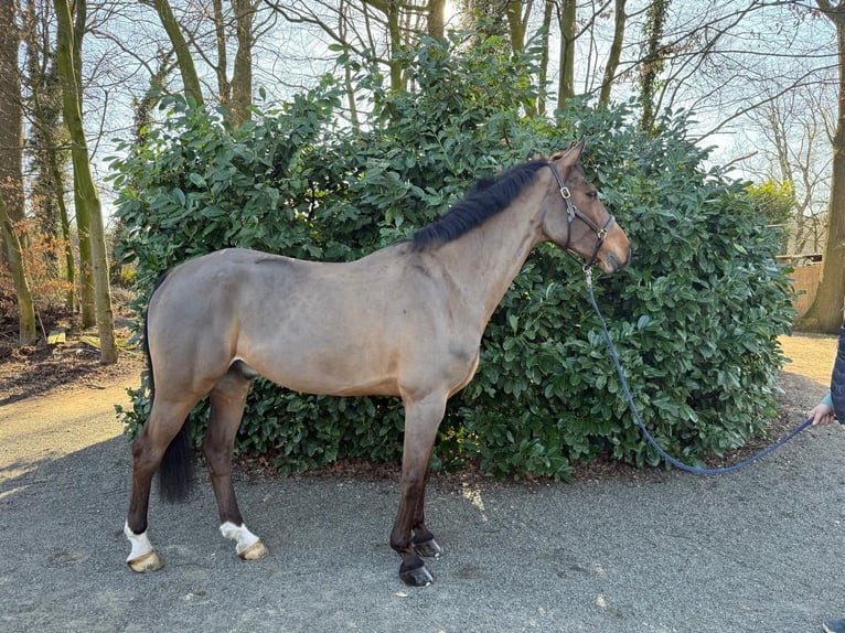 Hannoveraner Wallach 9 Jahre 172 cm Brauner in Bottrop