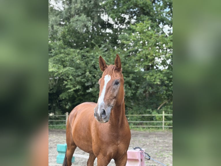 Hannoveraner Wallach 9 Jahre 172 cm Fuchs in Wietzendorf