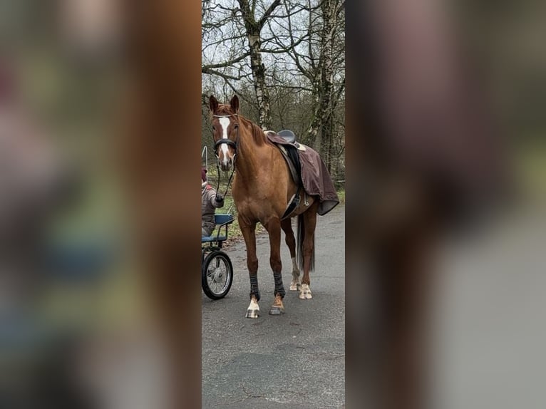 Hannoveraner Wallach 9 Jahre 172 cm Fuchs in Wietzendorf