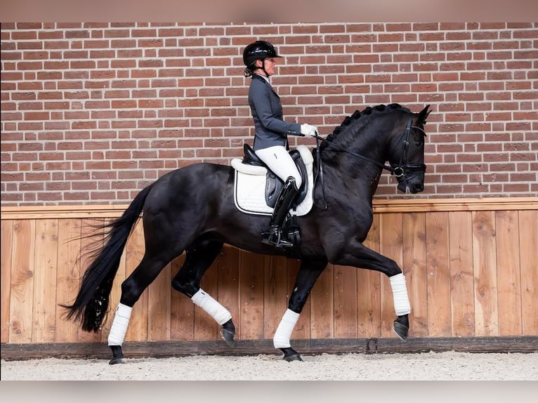 Hannoveraner Wallach 9 Jahre 172 cm Rappe in Groningen