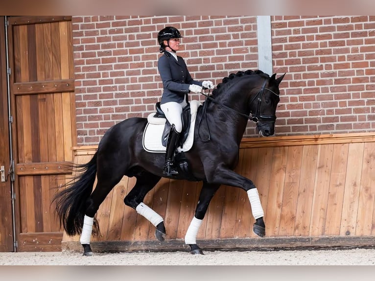Hannoveraner Wallach 9 Jahre 172 cm Rappe in Groningen