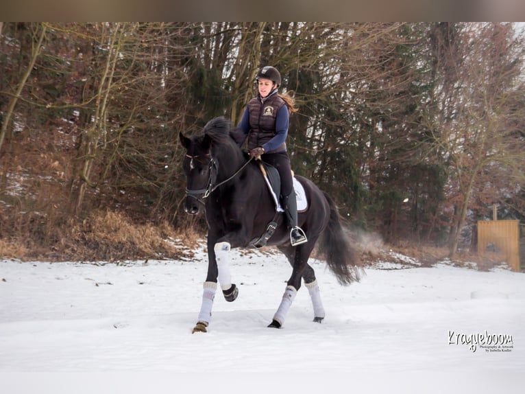 Hannoveraner Wallach 9 Jahre 172 cm Rappe in Steyregg