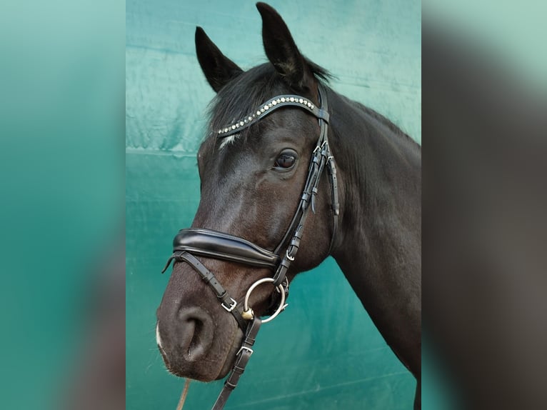 Hannoveraner Wallach 9 Jahre 172 cm Rappe in Steyregg