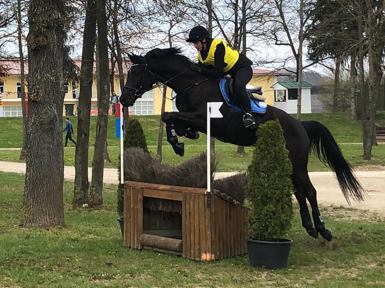 Hannoveraner Wallach 9 Jahre 172 cm Rappe in Steyregg