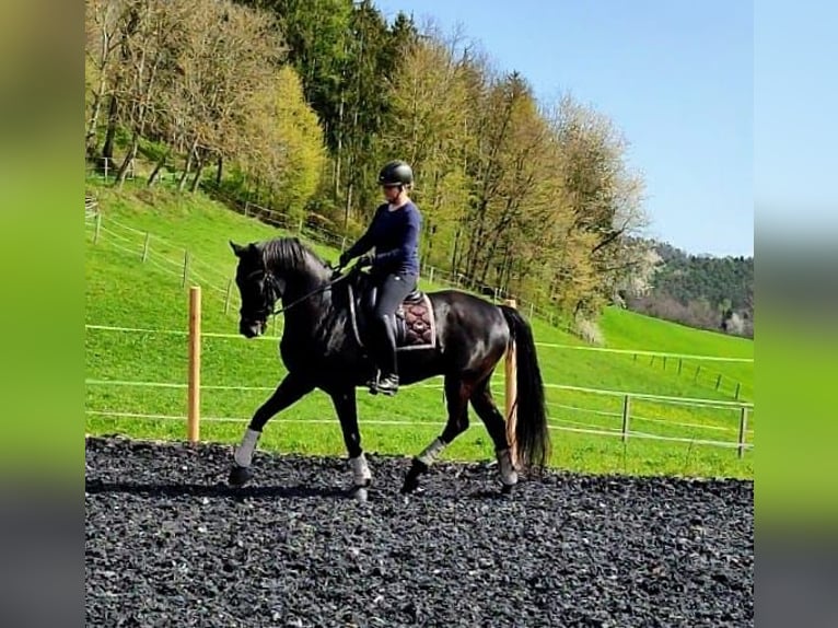 Hannoveraner Wallach 9 Jahre 172 cm Rappe in Steyregg