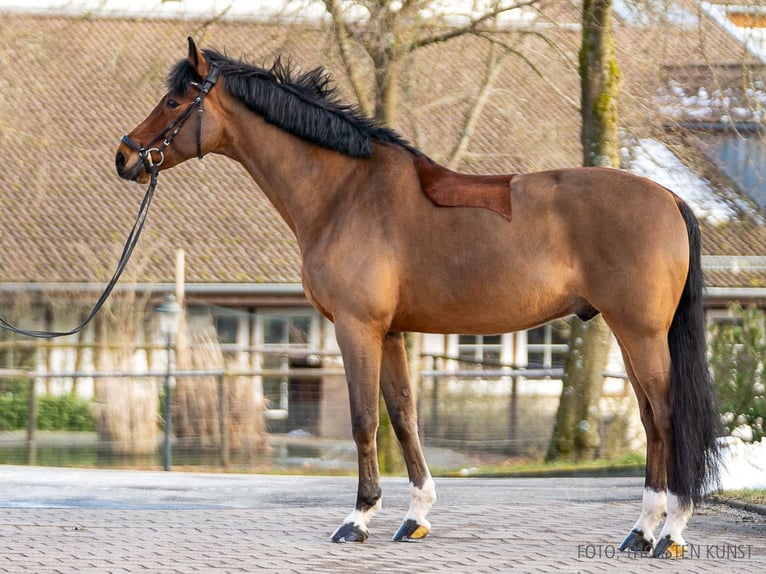 Hannoveraner Wallach 9 Jahre 173 cm Brauner in Verden