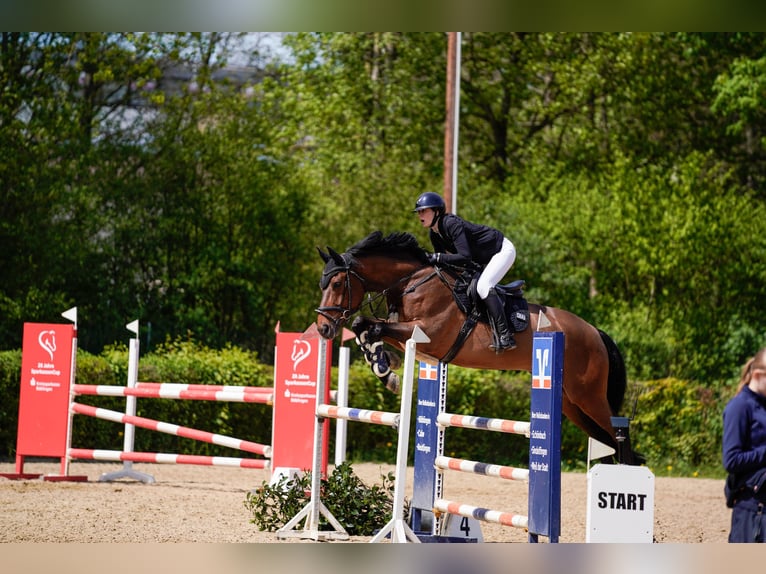 Hannoveraner Wallach 9 Jahre 173 cm Brauner in Sauldorf