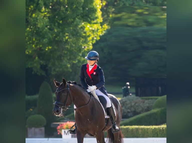 Hannoveraner Wallach 9 Jahre 173 cm  in Stuttgart Bad Cannstatt