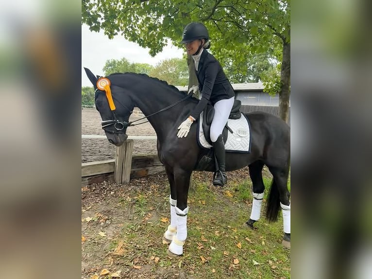 Hannoveraner Wallach 9 Jahre 173 cm  in Wien, Alsergrund