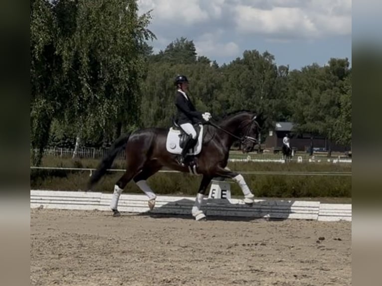 Hannoveraner Wallach 9 Jahre 173 cm Dunkelbrauner in Stade