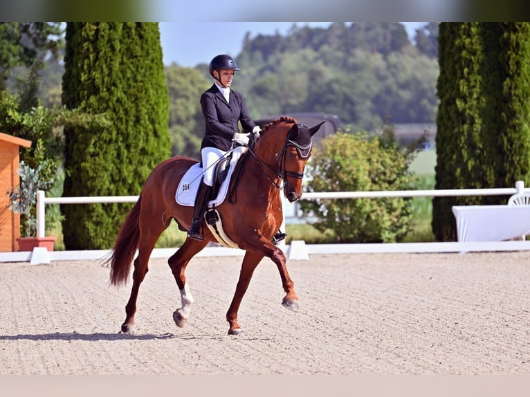 Hannoveraner Wallach 9 Jahre 173 cm Fuchs in Bayreuth
