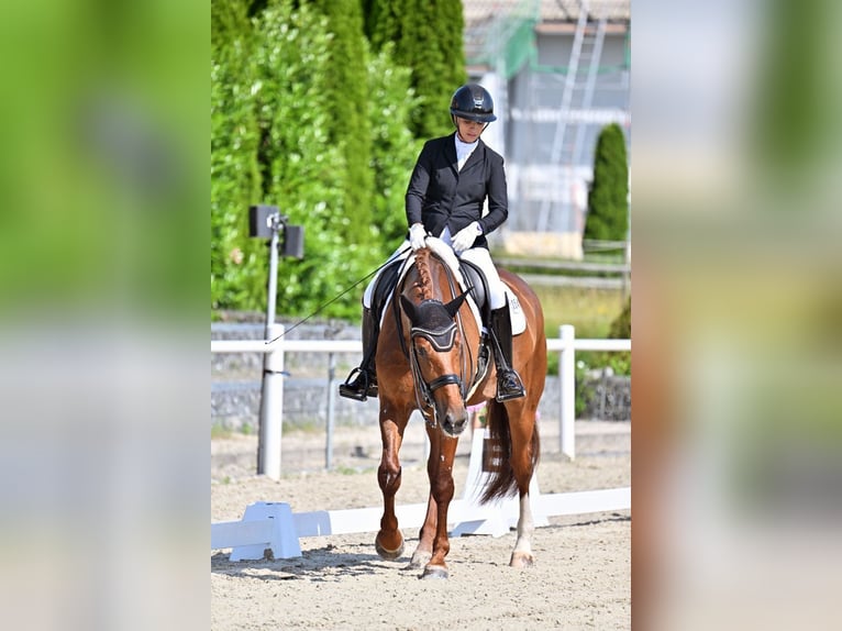 Hannoveraner Wallach 9 Jahre 173 cm Fuchs in Bayreuth