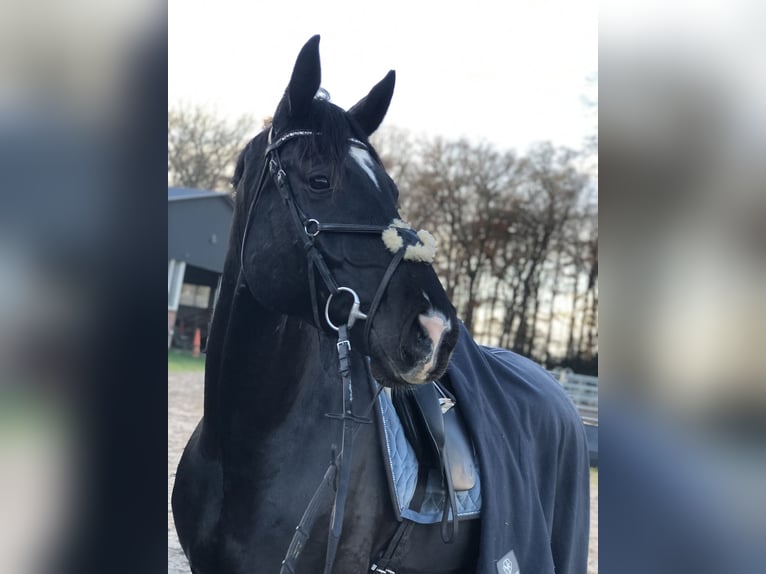 Hannoveraner Wallach 9 Jahre 173 cm Schwarzbrauner in Leonberg