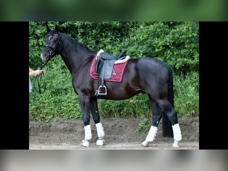 Hannoveraner Wallach 9 Jahre 173 cm Schwarzbrauner in Leonberg