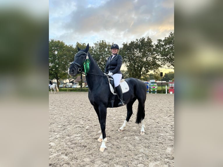 Hannoveraner Wallach 9 Jahre 173 cm Schwarzbrauner in Leonberg