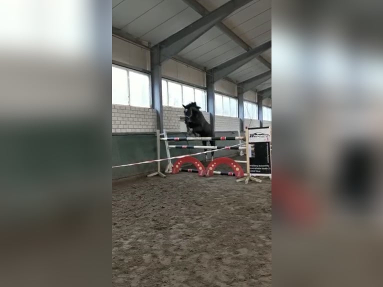 Hannoveraner Wallach 9 Jahre 173 cm Schwarzbrauner in Leonberg