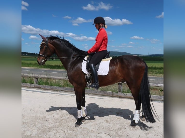 Hannoveraner Wallach 9 Jahre 174 cm Brauner in Duingen