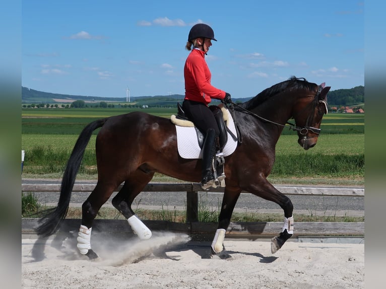 Hannoveraner Wallach 9 Jahre 174 cm Brauner in Duingen