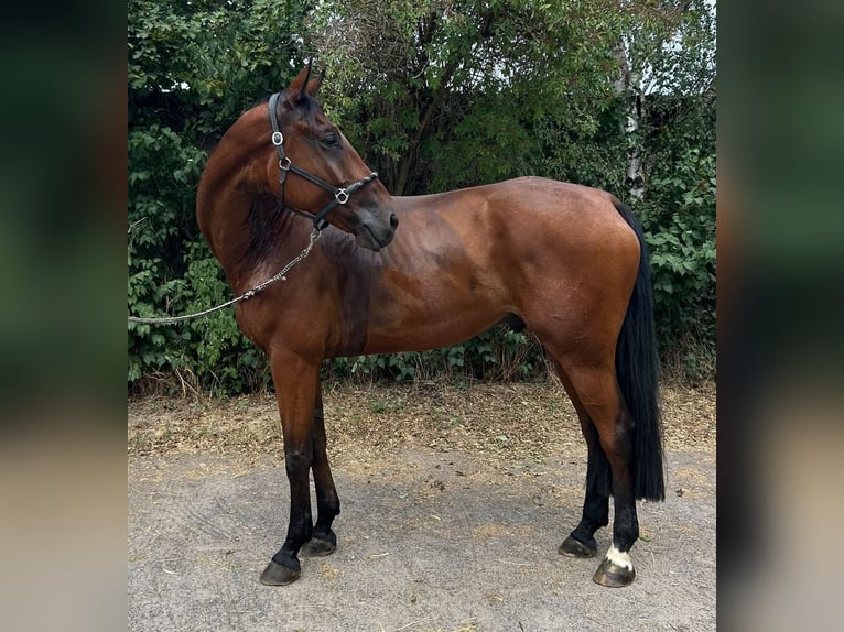 Hannoveraner Wallach 9 Jahre 174 cm Brauner in Bischofsheim