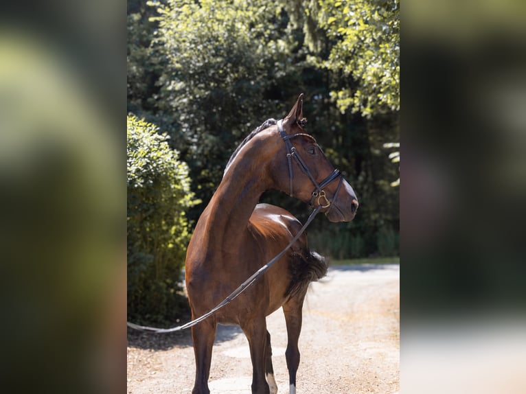 Hannoveraner Wallach 9 Jahre 174 cm Dunkelbrauner in Ladelund