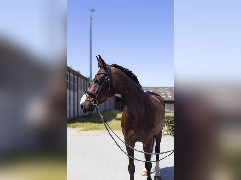 Hannoveraner Wallach 9 Jahre 174 cm Dunkelbrauner in Ladelund