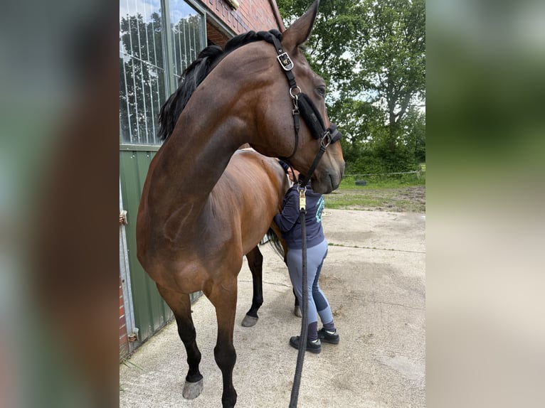 Hannoveraner Wallach 9 Jahre 174 cm Dunkelbrauner in Aurich
