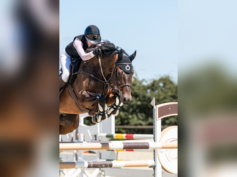 Hannoveraner Wallach 9 Jahre 174 cm Dunkelbrauner in Lahntal