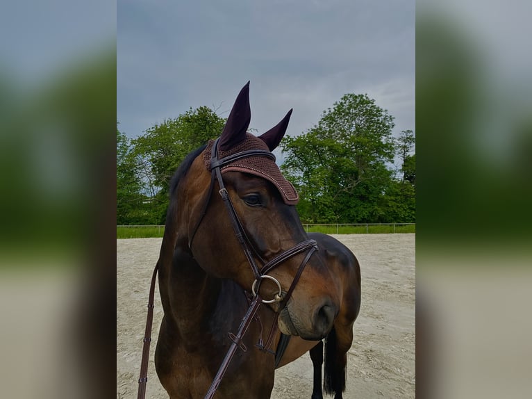 Hannoveraner Wallach 9 Jahre 174 cm Dunkelbrauner in Lahntal