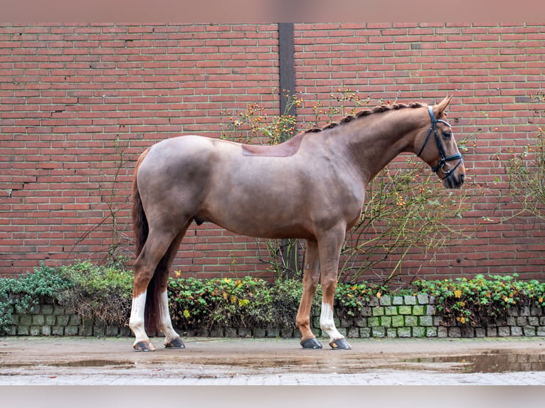 Hannoveraner Wallach 9 Jahre 174 cm Dunkelfuchs in Geldern