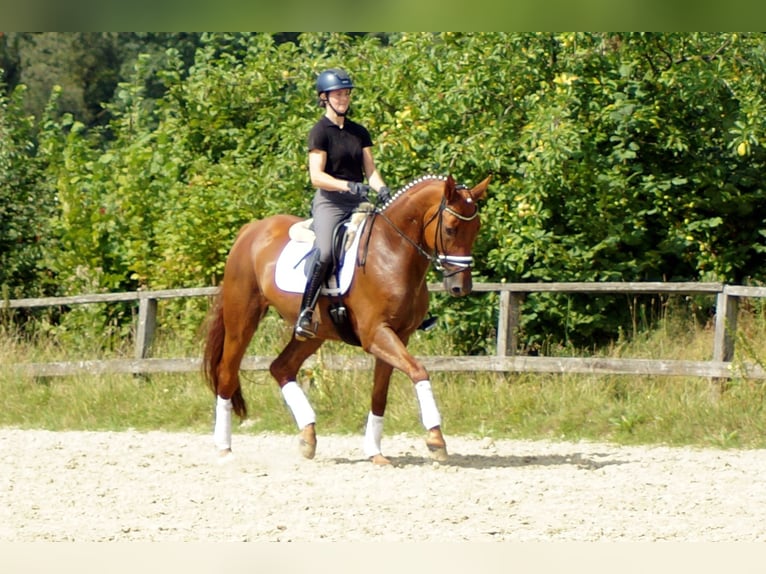 Hannoveraner Wallach 9 Jahre 174 cm Fuchs in Iserlohn