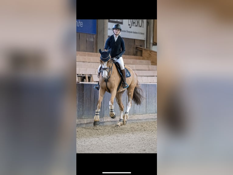 Hannoveraner Wallach 9 Jahre 174 cm Fuchs in Porta Westfalica