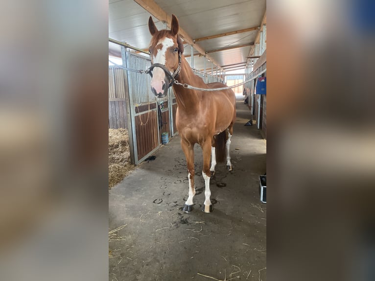 Hannoveraner Wallach 9 Jahre 174 cm Fuchs in Porta Westfalica
