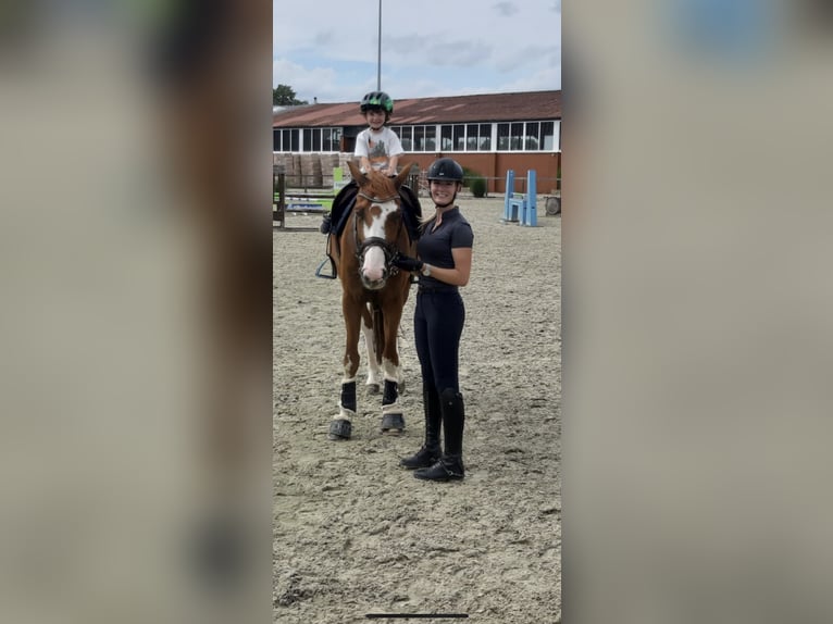 Hannoveraner Wallach 9 Jahre 174 cm Fuchs in Porta Westfalica