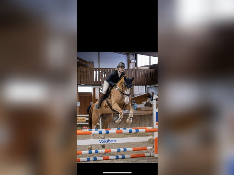 Hannoveraner Wallach 9 Jahre 174 cm Fuchs in Porta Westfalica