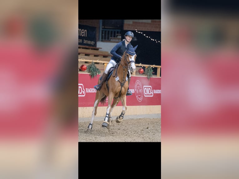 Hannoveraner Wallach 9 Jahre 174 cm Fuchs in Porta Westfalica