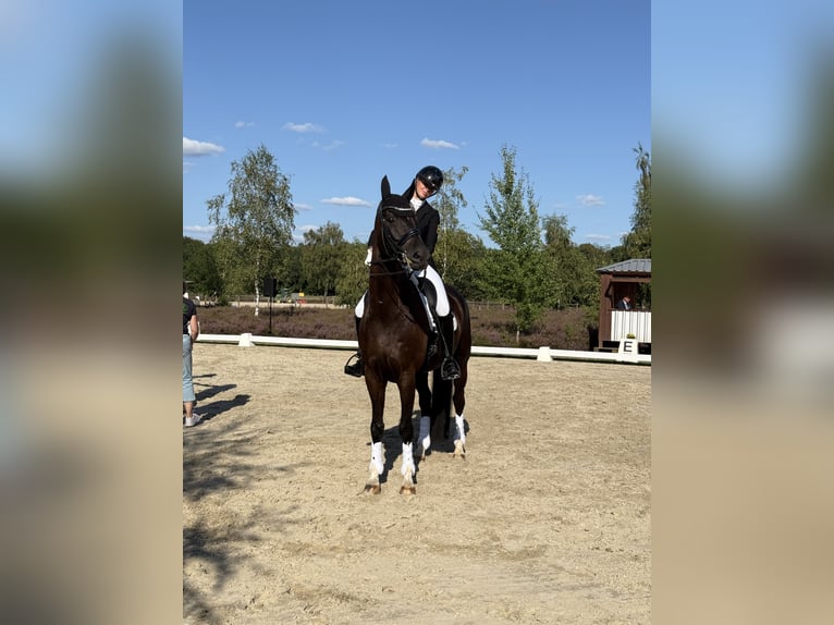 Hannoveraner Wallach 9 Jahre 174 cm Rappe in Wedemark