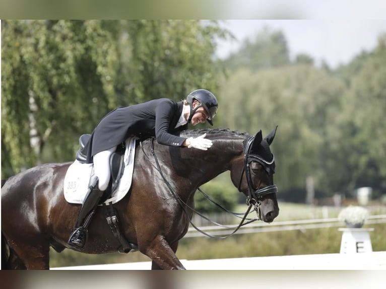 Hannoveraner Wallach 9 Jahre 174 cm Rappe in Wedemark