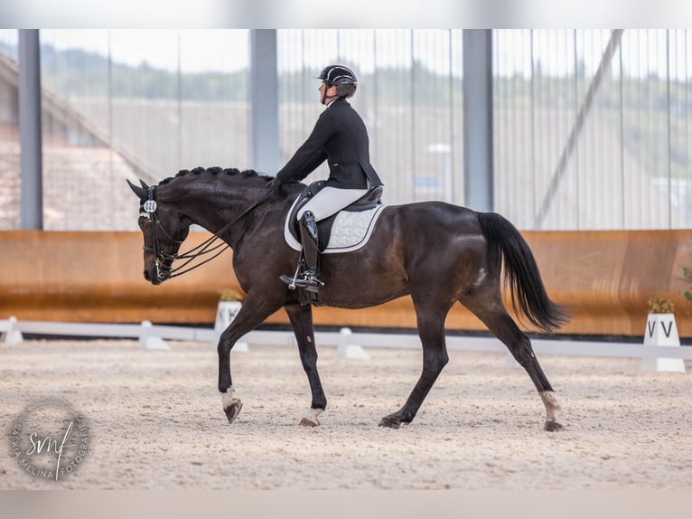 Hannoveraner Wallach 9 Jahre 174 cm Schwarzbrauner in Avenches