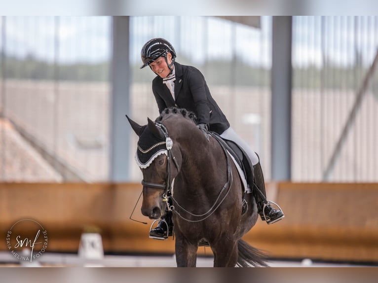 Hannoveraner Wallach 9 Jahre 174 cm Schwarzbrauner in Avenches