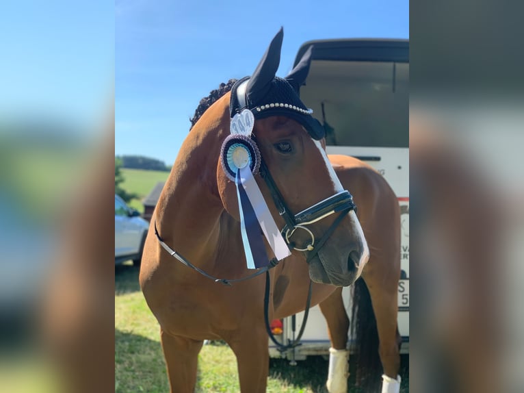 Hannoveraner Wallach 9 Jahre 175 cm Brauner in Wermelskirchen