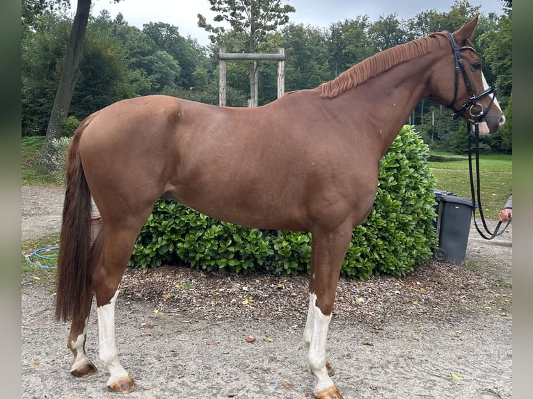 Hannoveraner Wallach 9 Jahre 175 cm Fuchs in Darmstadt