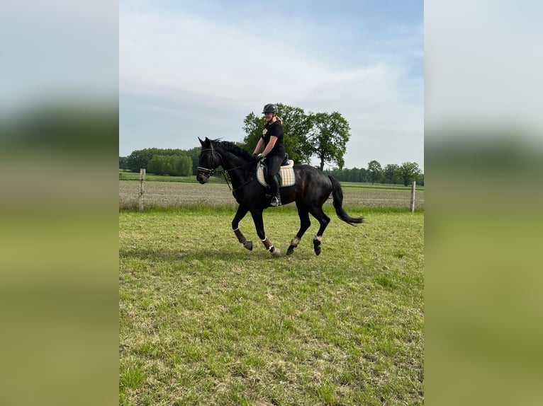 Hannoveraner Wallach 9 Jahre 175 cm Schwarzbrauner in Landesbergen