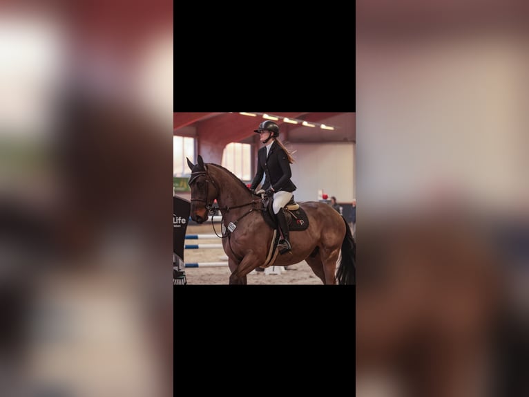 Hannoveraner Wallach 9 Jahre 175 cm Schwarzbrauner in Willich